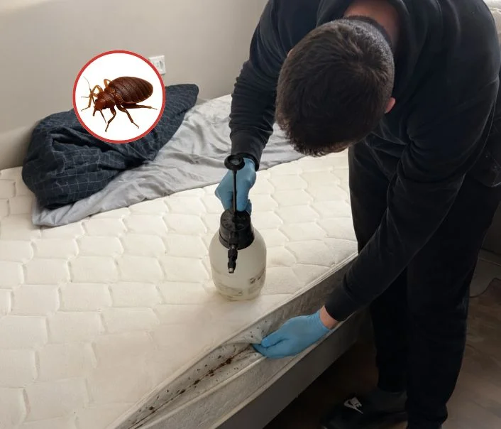 Technicien traitant un matelas contre les punaises de lit à Breux-Jouy
